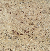 Daltile - New Venetian Gold Granite - New-Ventian-Gld - Square